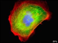 singlecell.jpg